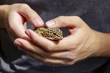 Leopard gecko being held by pet owner