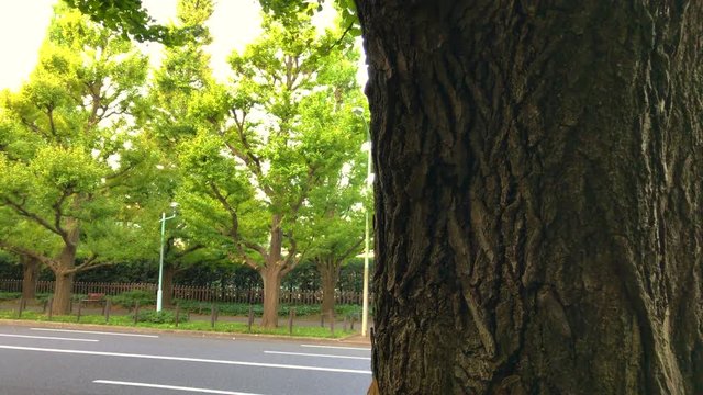 4K video of Morning after the rain in Aoyama Tokyo
