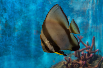 Single fish at aquarium
