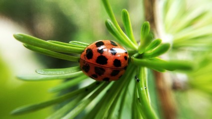 Biedronka i modrzew © kodzak416