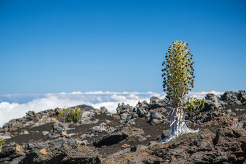 Silberschwert auf Maui © Dominik Rueß