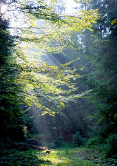 morning light in forest