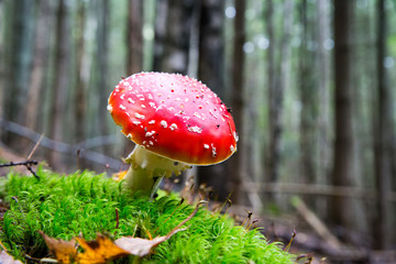 Fly agaric mushroom