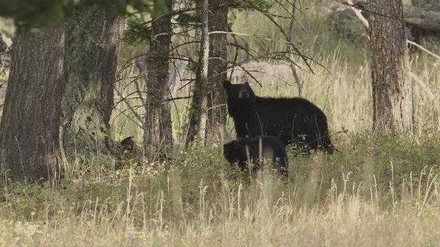 American black bear and cub in forest