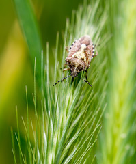 beetle skunk in nature. macro