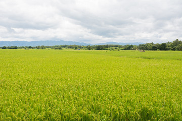 Rice field landscape on mountain, Khao Kho District Phetchabun P