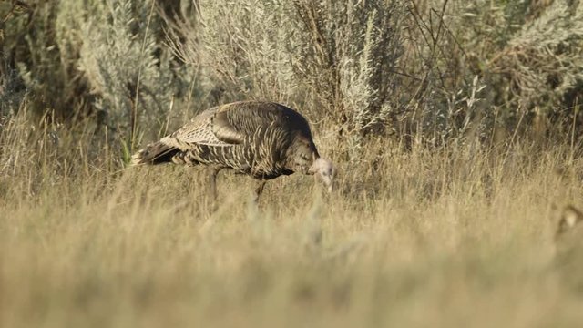 Tracking shot of wild turkeys searching for food in field