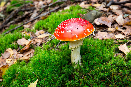 Red mushroom in moss