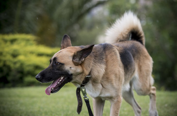 Perro (pastor aleman) corriendo por el campo