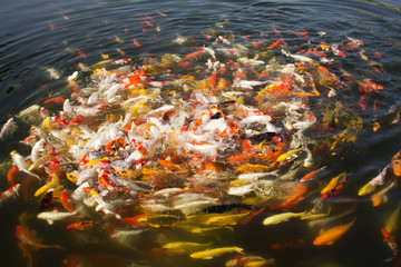 Colorful koi fish