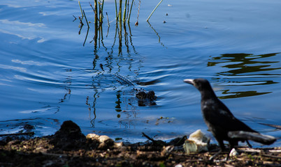 Alligaor eyes o prey