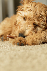 Golden Doodle puppy