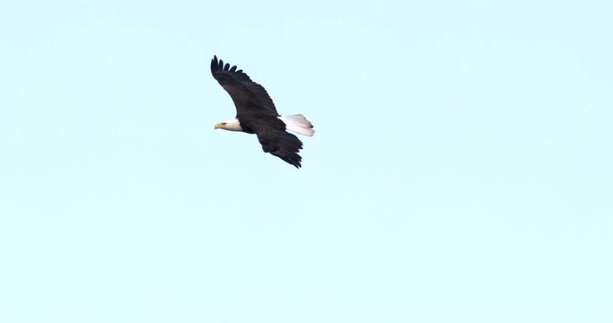Slow motion of eagle flying in blue sky
