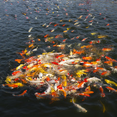 Fototapeta na wymiar Colorful koi fish