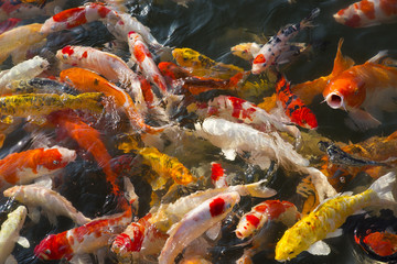 Obraz na płótnie Canvas Colorful koi fish