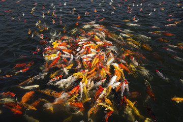 Colorful koi fish
