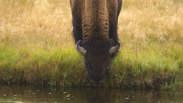 American bison drinking water from watering hole