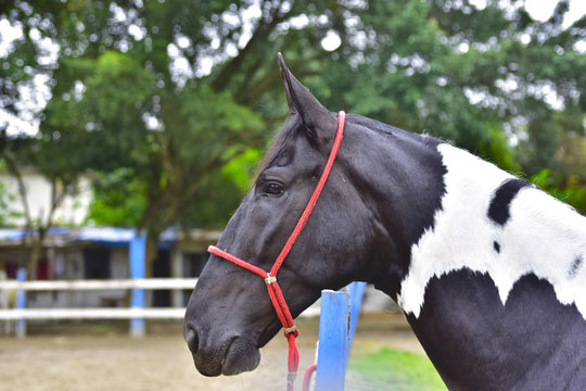 The Horse