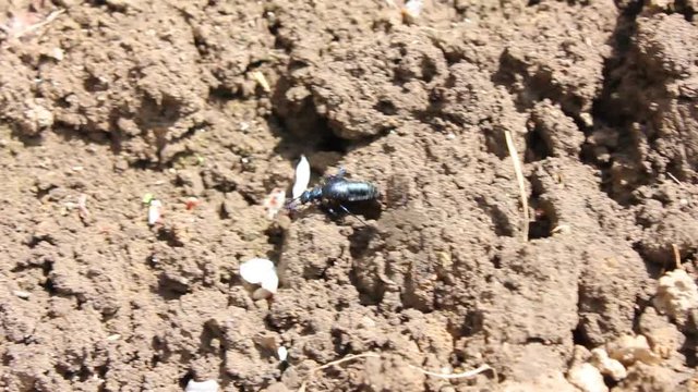Beetle
