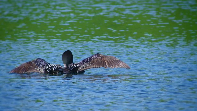 Slow motion of loon spreading wings in water