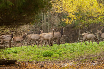 young deer in the forest