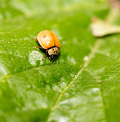 ladybird on nature. macro