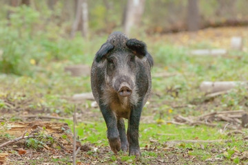 wild boar in the forest