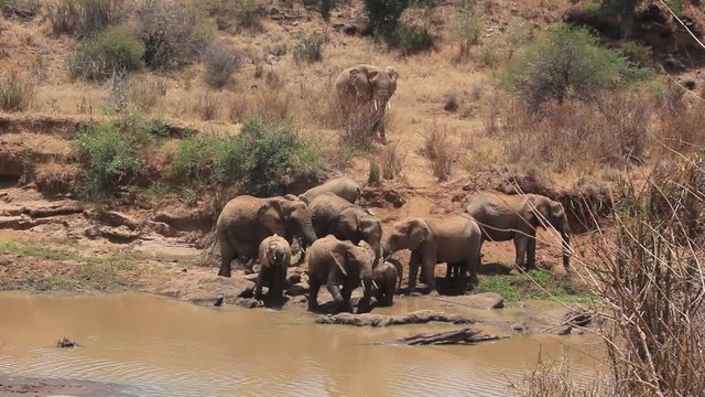African Elephant herd drinking at river 