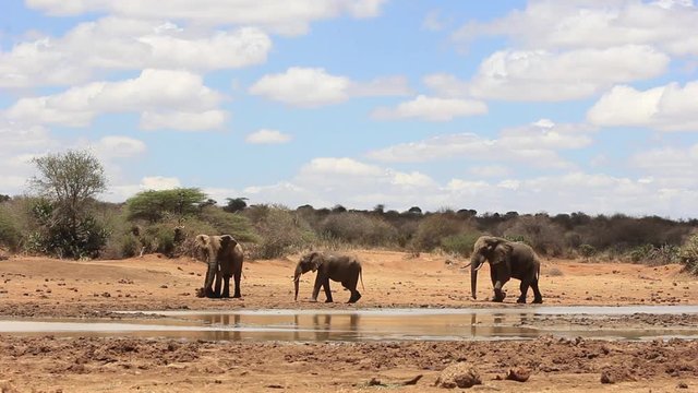African Elephant herd drinking at river 