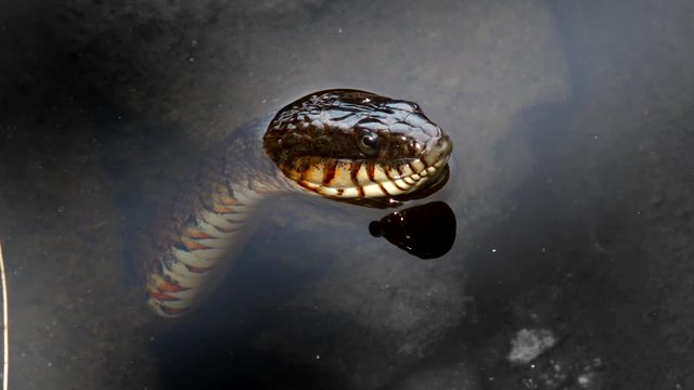 Close up&nbsp;of snake in water