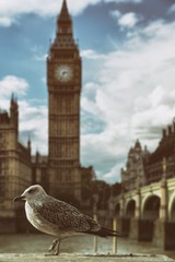 Obraz premium Seagull walk a view of the Big Ben, the River Thames and the Westminster Bridge, London, United Kingdom