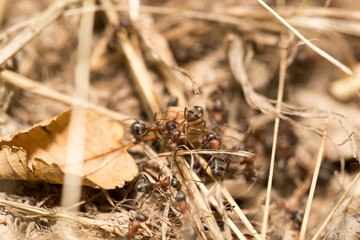 ants on the ground. macro