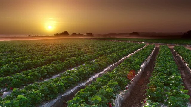 Wide shot of strawberry farm field during sunset