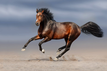 Fototapeta na wymiar Bay stallion run gallop in sand 