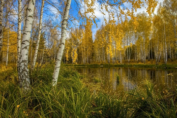Beautiful autumn forest