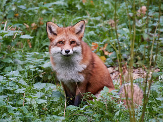 Fototapeta premium Red fox (Vulpes vulpes)