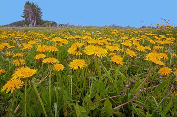 field with yellow dandelions