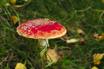 Amanita muscaria on meadow