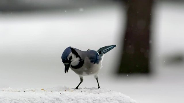 Close up of blue jay feeding in snow