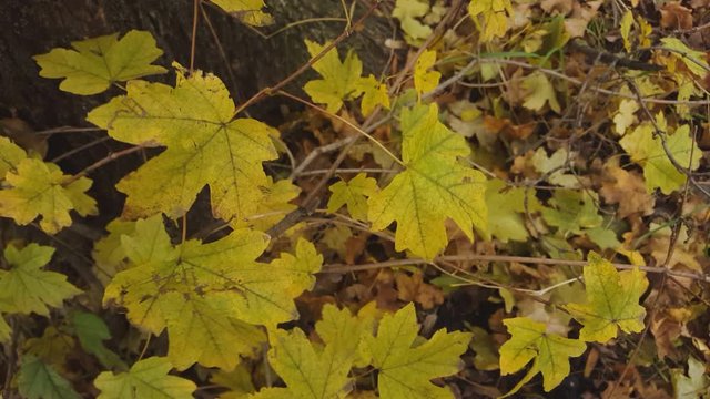 Beautiful autumn leaves macro shot. Autumn colors. 