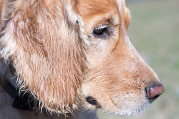 Purebred Cocker Spaniel. Head in profile close-up.