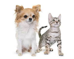 silver bengal kitten and chihuahua