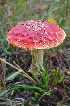 Amanita muscaria on meadow