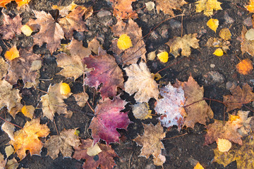 Chills of night,  morning ground frost. Touch of frost on dead fallen leaves.Concept of autumn, change, freshness and cold.  Selective focus.