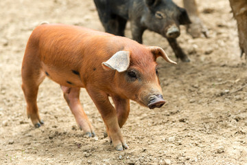 Fototapeta premium Braunes Ferkel mit schwarzen Punkten im Freilauf