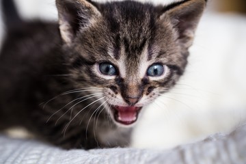 Few weeks old tabby tomcat with open mouth
