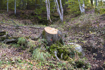 Cut tree in a wood