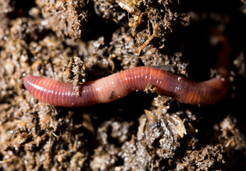 red worm manure. macro