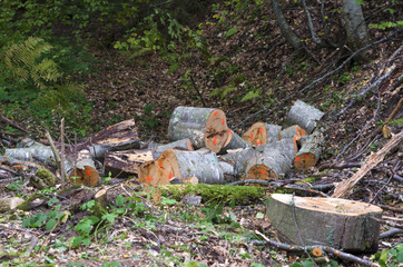 Marked logs in a forest