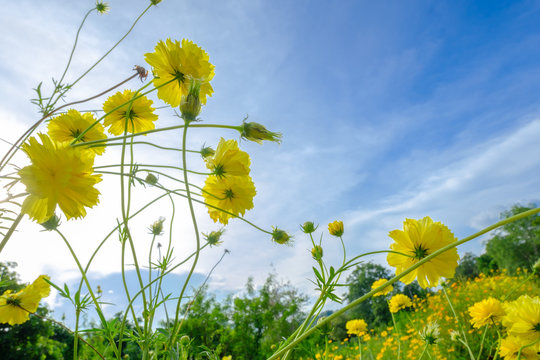 Beautiful of yellow cosmos flowers in flawer field and blue sky in the morning. Photo taken on: October 14, 2016